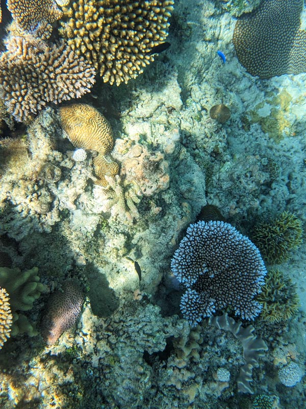 a close-up shot of corals in Fiji
