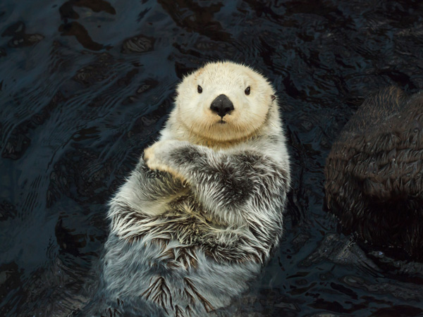 a sea otter on the water's surface