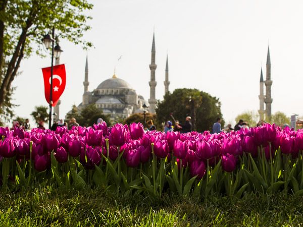 tulips in front of Blue Mosque, Istanbul, Türkiye