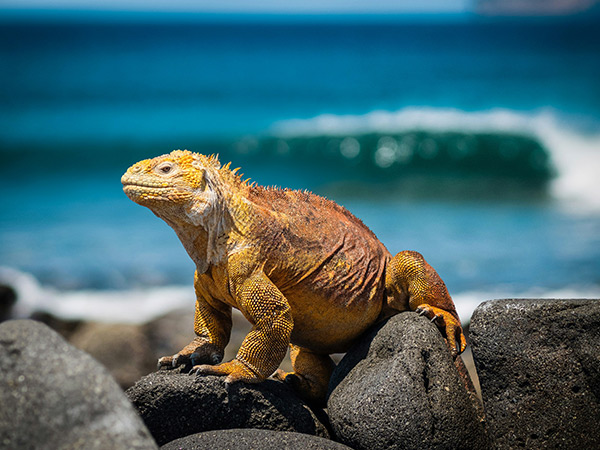 yellow iguana on Galapagos Islands