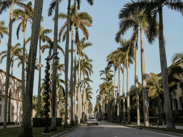 towering palm trees at Palm Beach, Florida