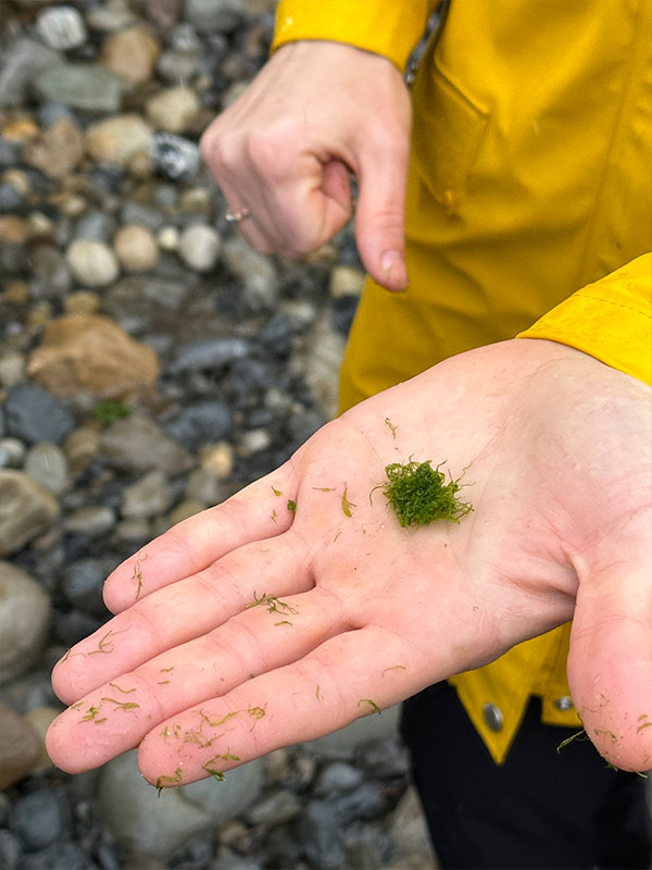 seaweed foraging with Nourished In Nature ireland