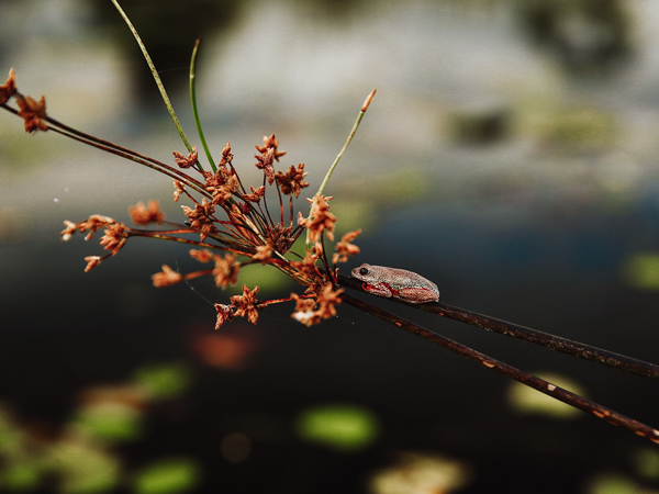 a painted reed frog