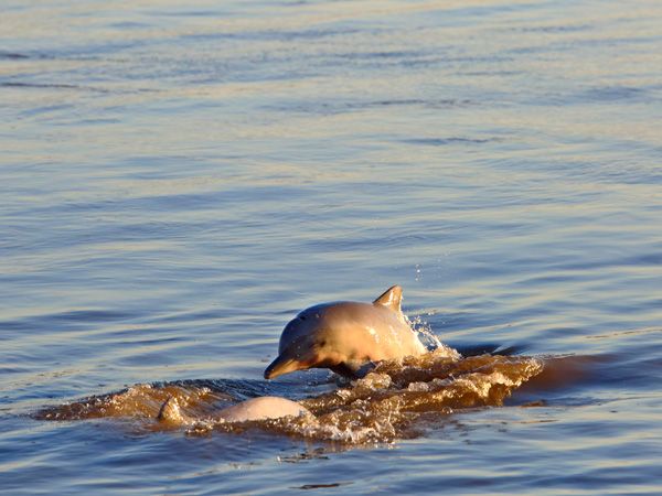 an Amazon pink river dolphin
