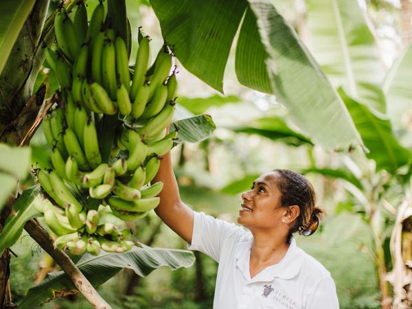 a Bure staff picking bananas
