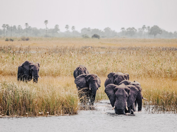 a herd of elephants in Okavango Delta