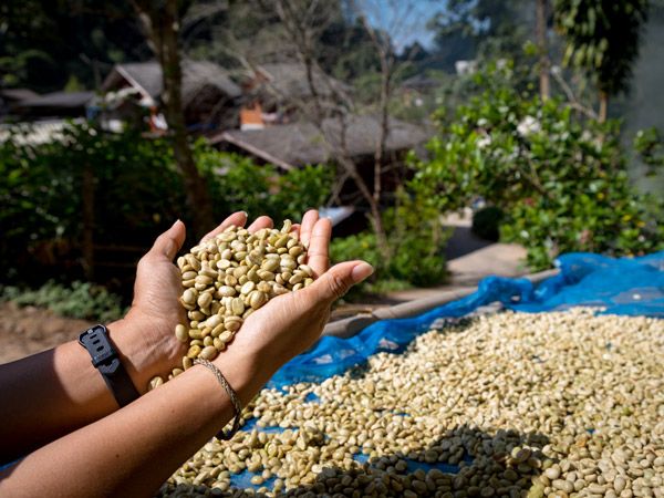 a handful of dried grains at Mae Kampong village in Chiang Mai Province