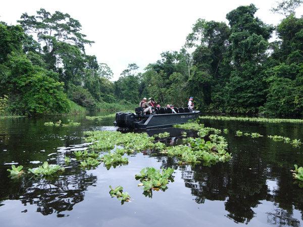 traversing the creek with cabbage lilies in the Amazon