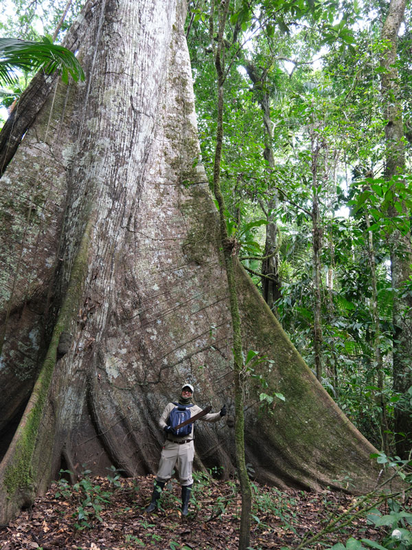Alejandro Enriquez Aguilar standing by a giant kapok tree