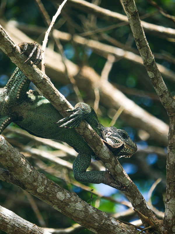 an iguana hugging a tree branch
