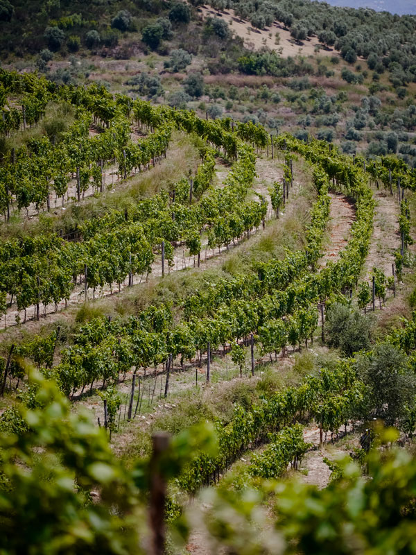 the ush vineyards at Nurellari Winery