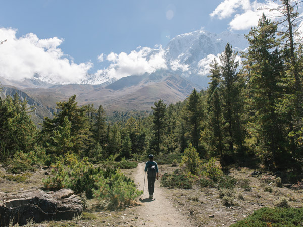 a jungle with ferns and blackberry trees in Nepal