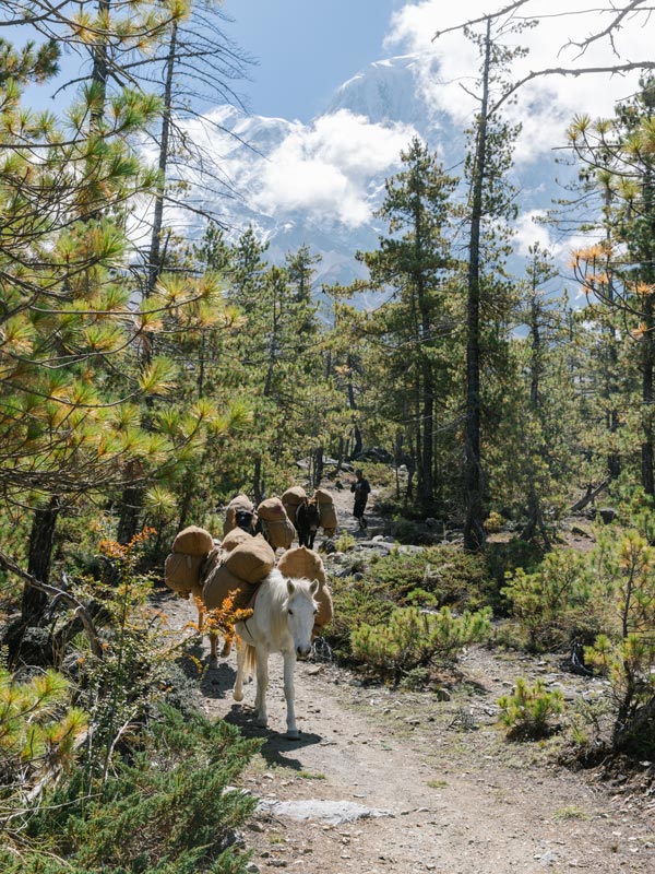 a group of horses carrying heavy loads while walking along a fern forest in Nepal