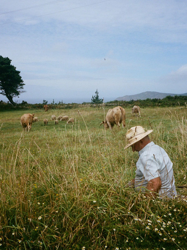 a farmer watching over his cattle