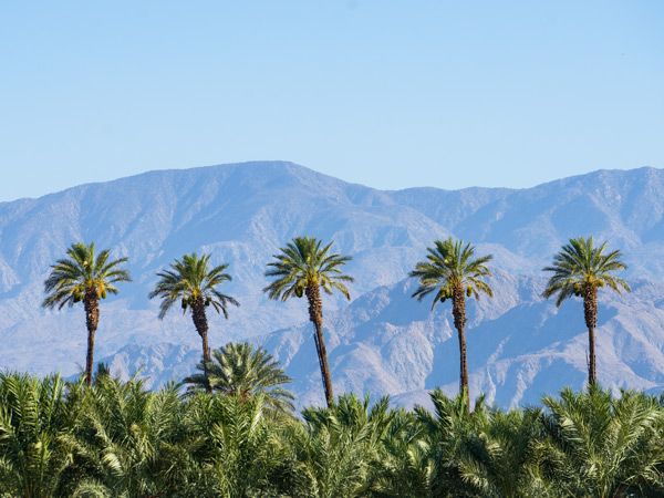 a backdrop of palm trees in Palm Springs, USA