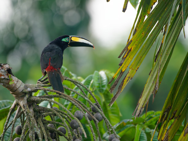 a toucan resting in the canopy
