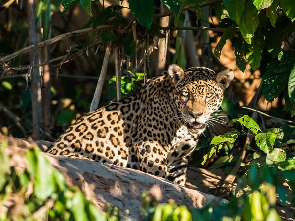 a jaguar in the Amazon jungle