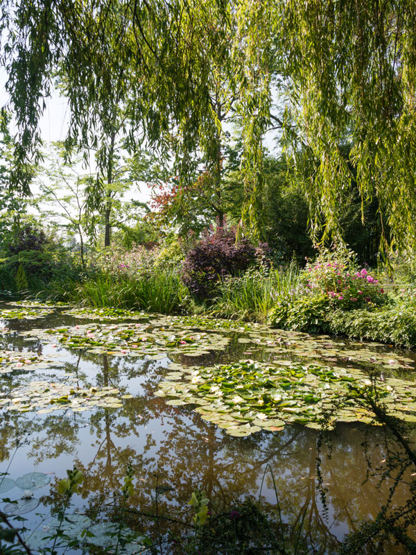 waterlilies in the garden of Claude Monet in Giverny, France