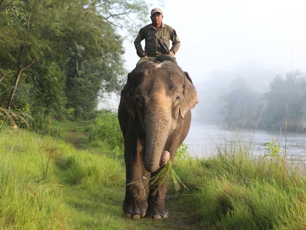 a local guide riding an Asian elephant named Gulab Khali