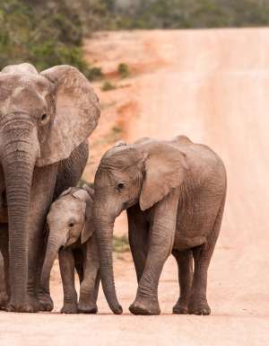 Addo elephant cows
