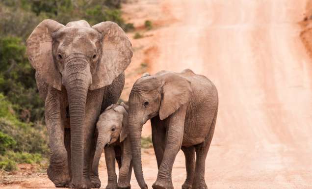 Addo elephant cows