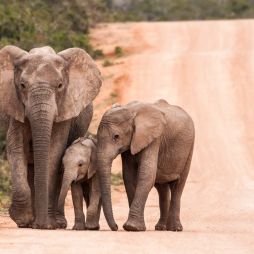 Addo elephant cows