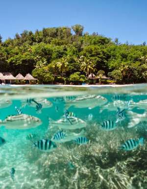 tropical fish swarming the reefs of Turtle Island, Fiji