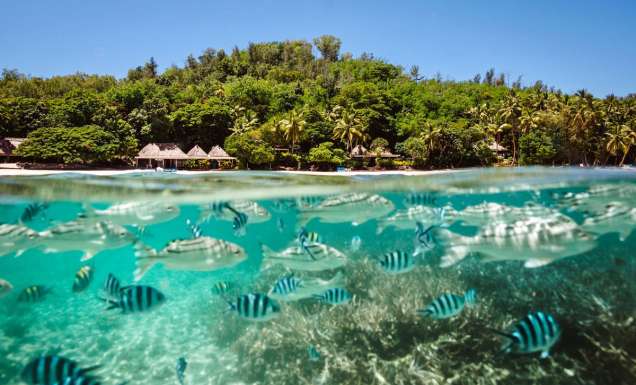 tropical fish swarming the reefs of Turtle Island, Fiji