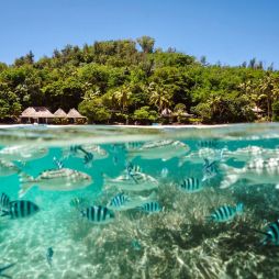 tropical fish swarming the reefs of Turtle Island, Fiji
