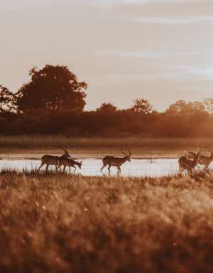 red lechwe grazing in Vumbura Plains, Botswana