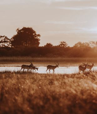 Exploring the Okavango Delta in Botswana