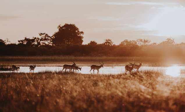 red lechwe grazing in Vumbura Plains, Botswana