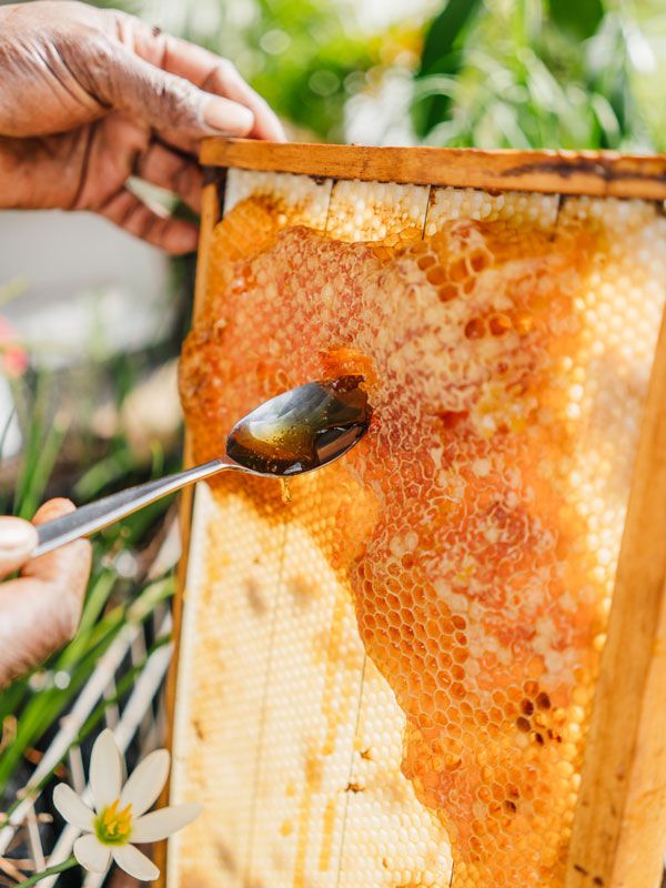 extracting honey from the honeycomb at Turtle Island