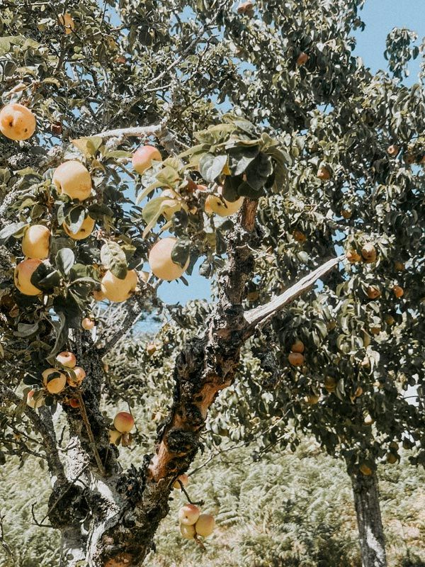 a tree bearing fruits