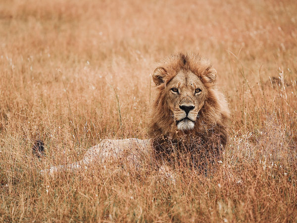 a male lion resting on the golden grass