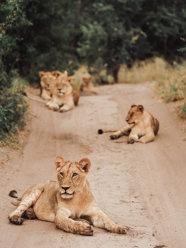a pride of lions