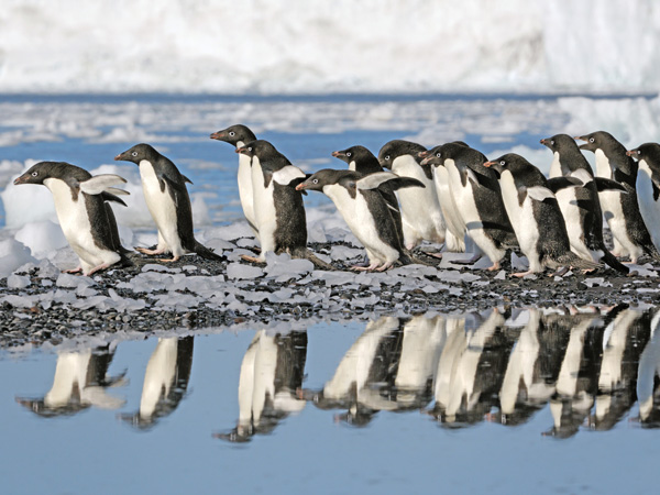 the penguins in East Antarctica
