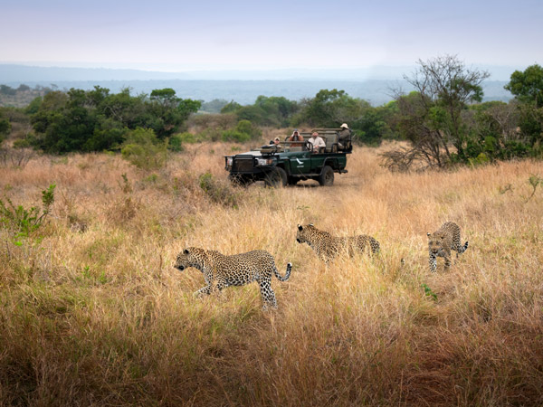 leopards in a safari at andBeyond Phinda Private Game Reserve