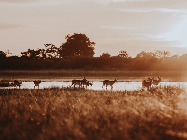 impalas grazing in Vumbura Plains, Botswana