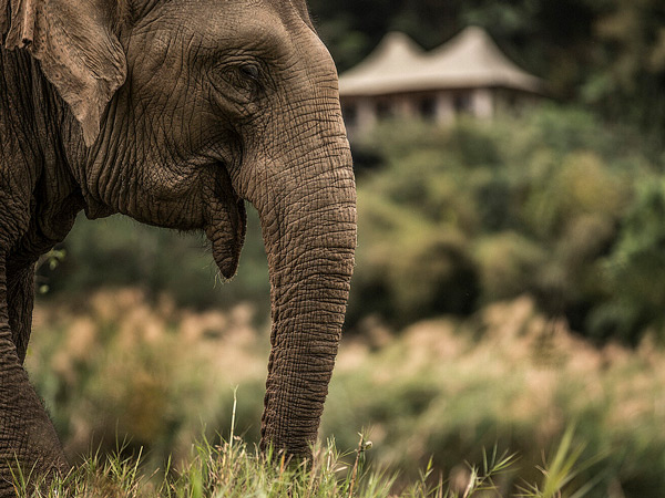 a close-up shot of an elephant at Four Seasons Tented Camp