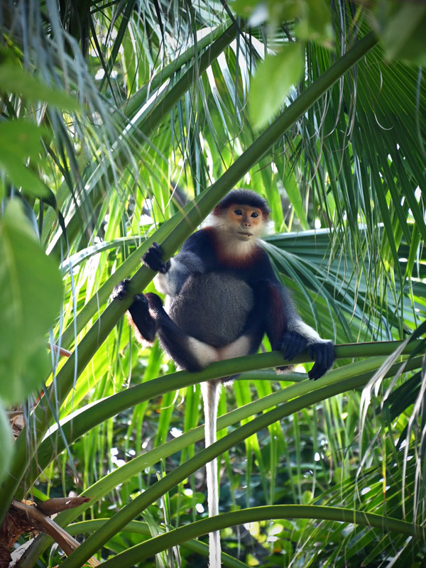 a douc langur monkey resting on a tree branch