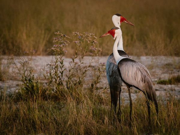 two birds mating in the marsh
