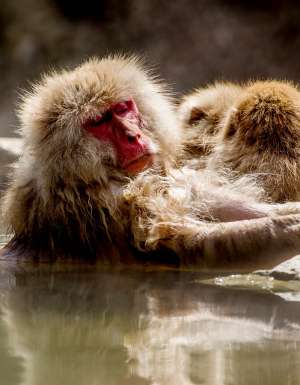 One of the animals in Japan is a snow monkey and this one is enjoying the pool.
