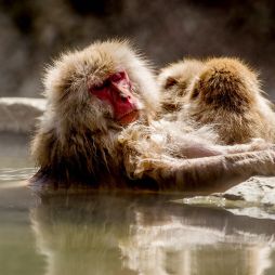 One of the animals in Japan is a snow monkey and this one is enjoying the pool.