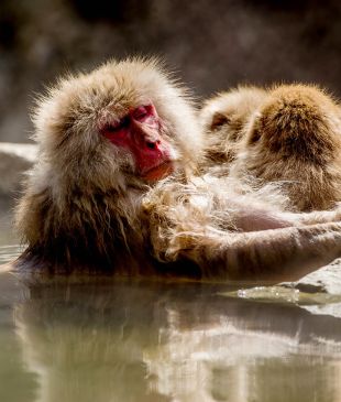 8 of the most incredible wildlife encounters in Japan
