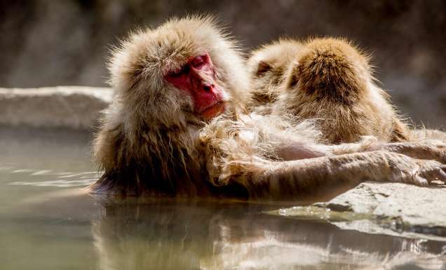 One of the animals in Japan is a snow monkey and this one is enjoying the pool.