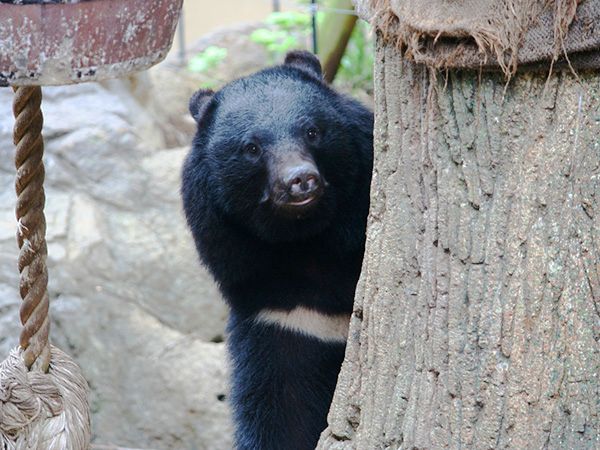 A seemingly smiling Asiatic black bear in Japan
