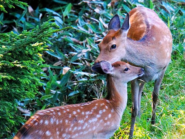 Two deers in Shiretoko. Some animals in japan