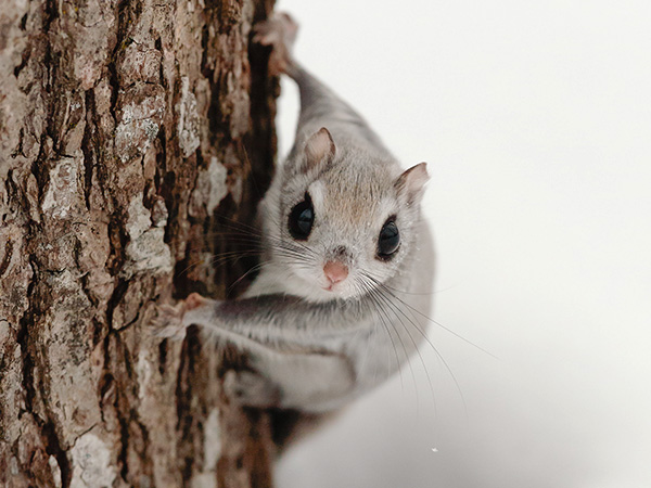 An Ezo Flying Squirrel in Japan