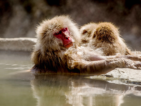 A snow monkey lounging in the pool